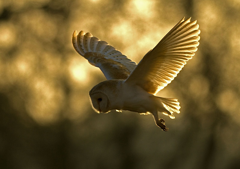 Barn Owl in flight - Barn Owls