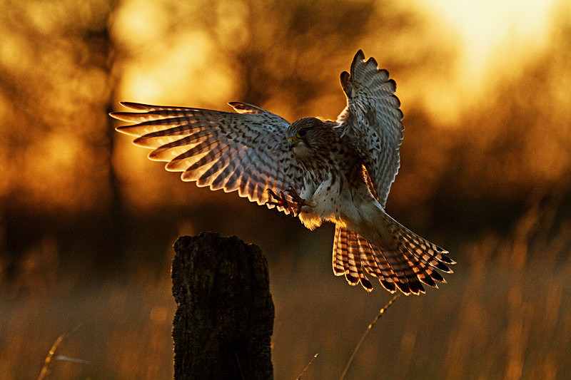 Kestrel landing at Stow Maries Aerodrome wildlife photography Russell Savory