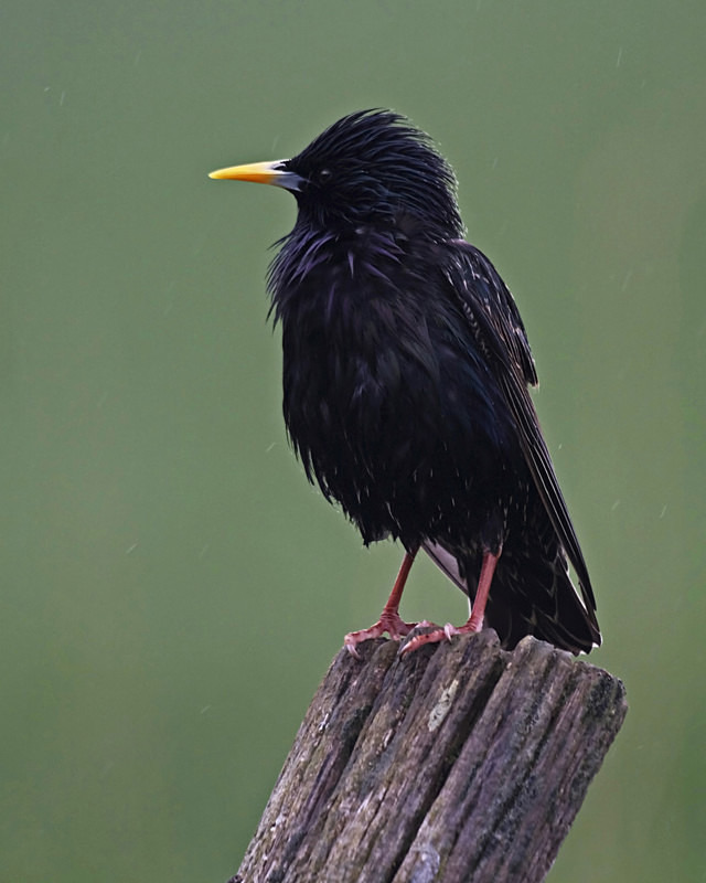Starling - Anything Else!