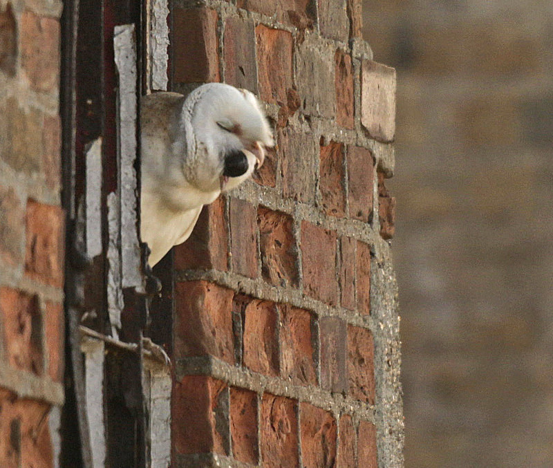  - Barn Owls