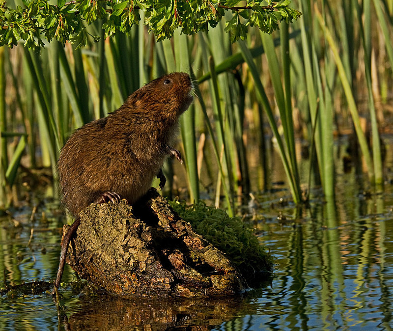  - Water Voles