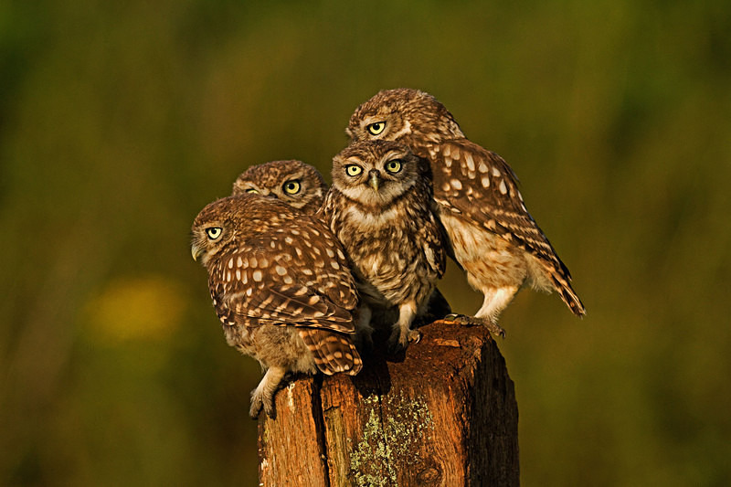  - Little Owls