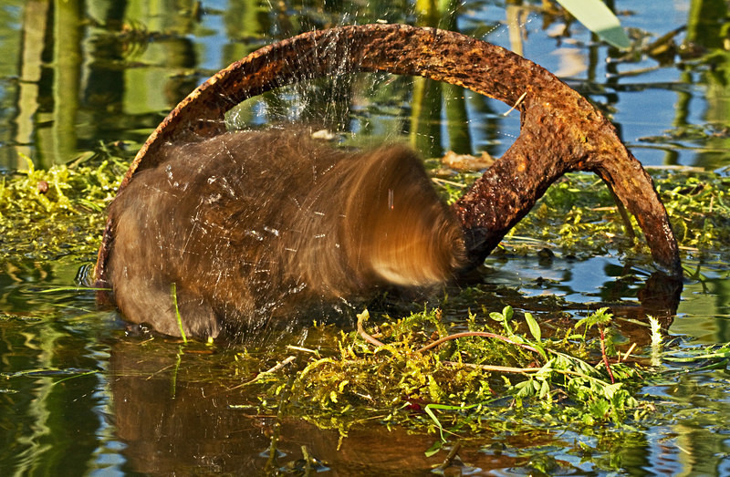  - Water Voles
