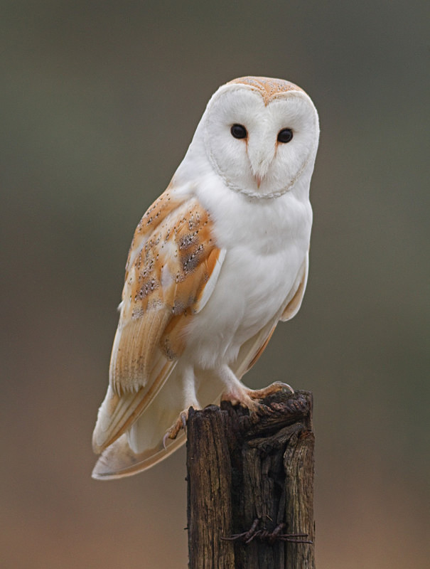  - Barn Owls