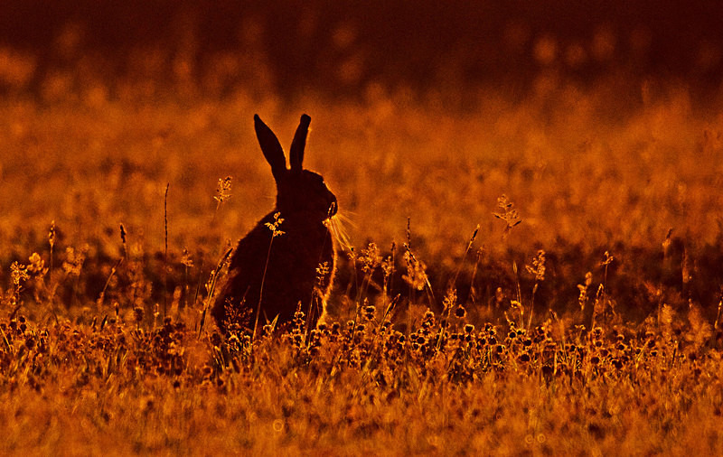 Brown Hare - Hares