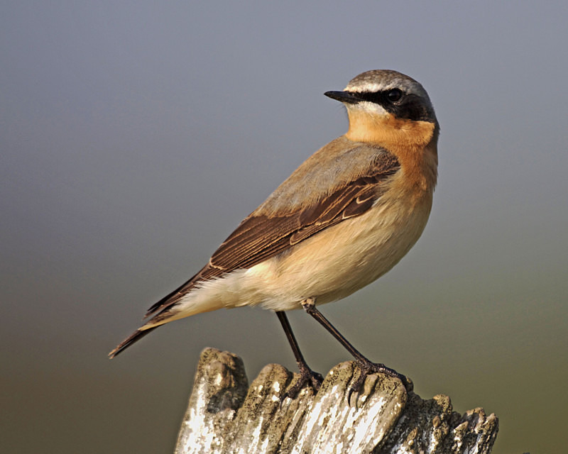 wheatear - Anything Else!