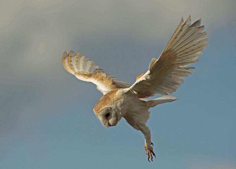  - Barn Owls