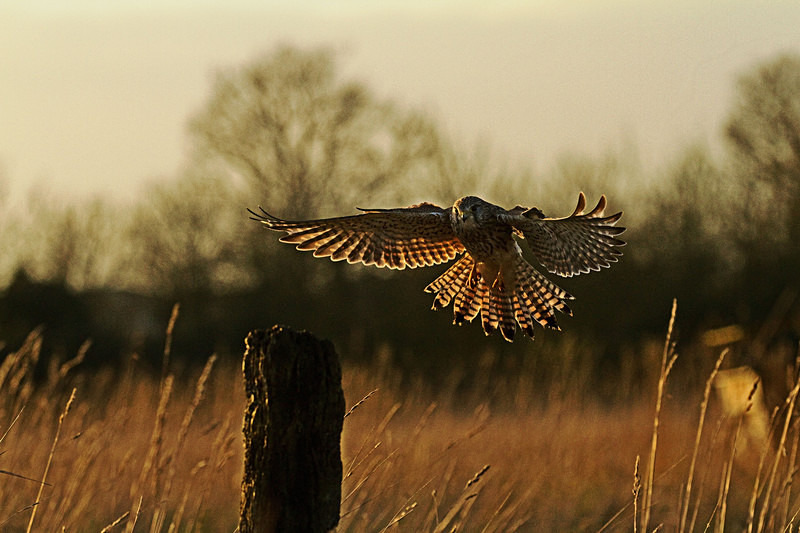 Kestrel landing at Stow Maries Aerodrome wildlife photography Russell Savory