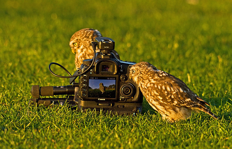  - Little Owls