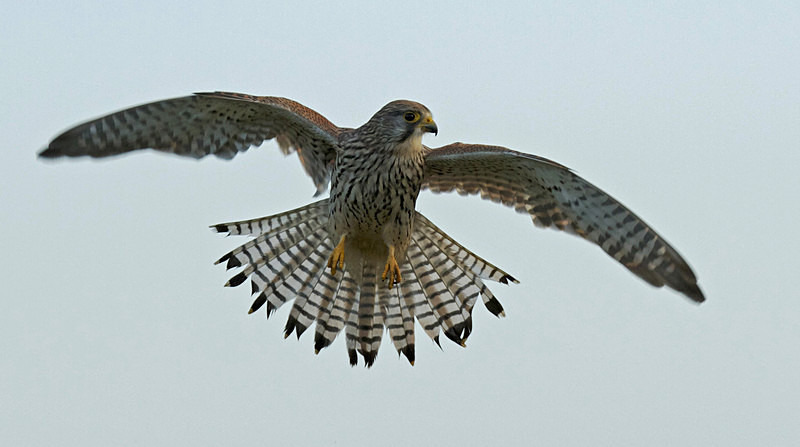 Kestrel in flight at Stow Maries Aerodrome wildlife photography Russell Savory