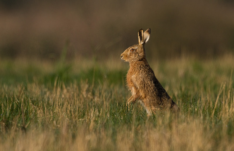  - Hares