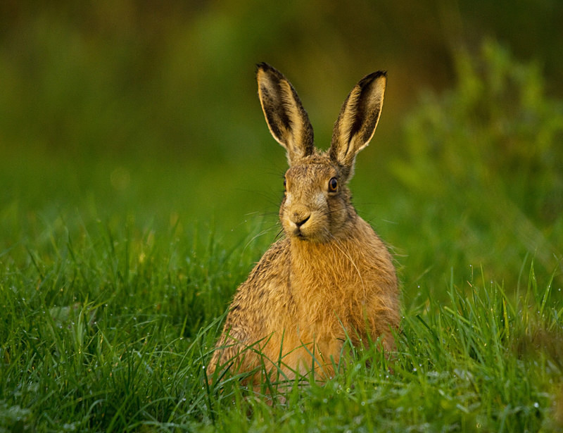  - Hares
