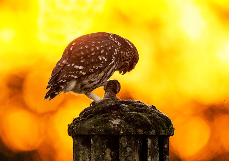  - Little Owls