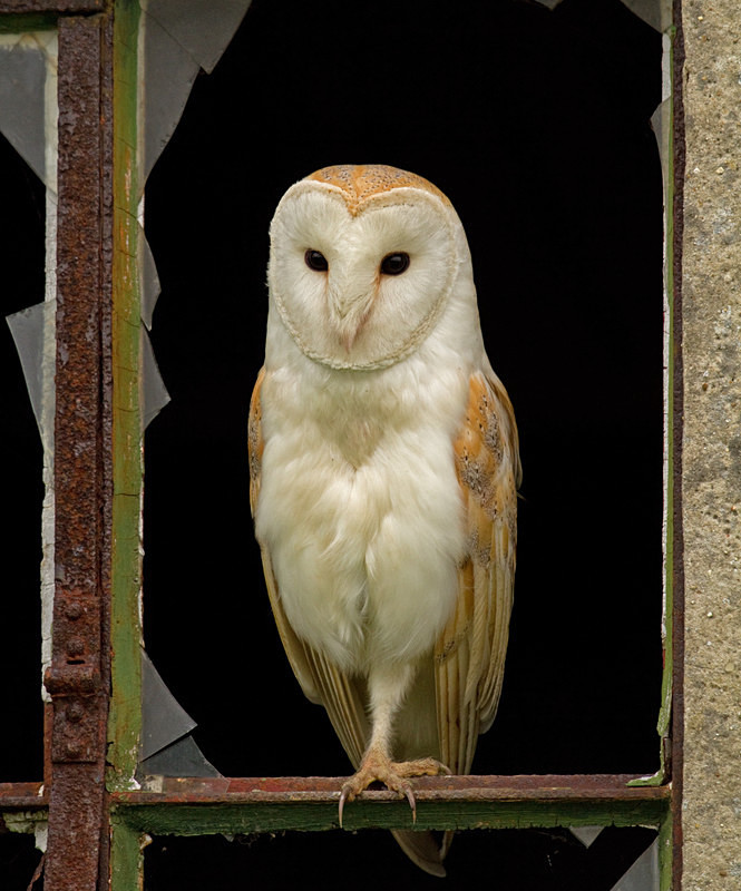  - Barn Owls
