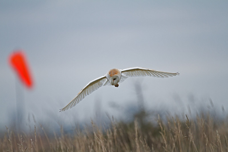 Barn Owl in flight - Barn Owls