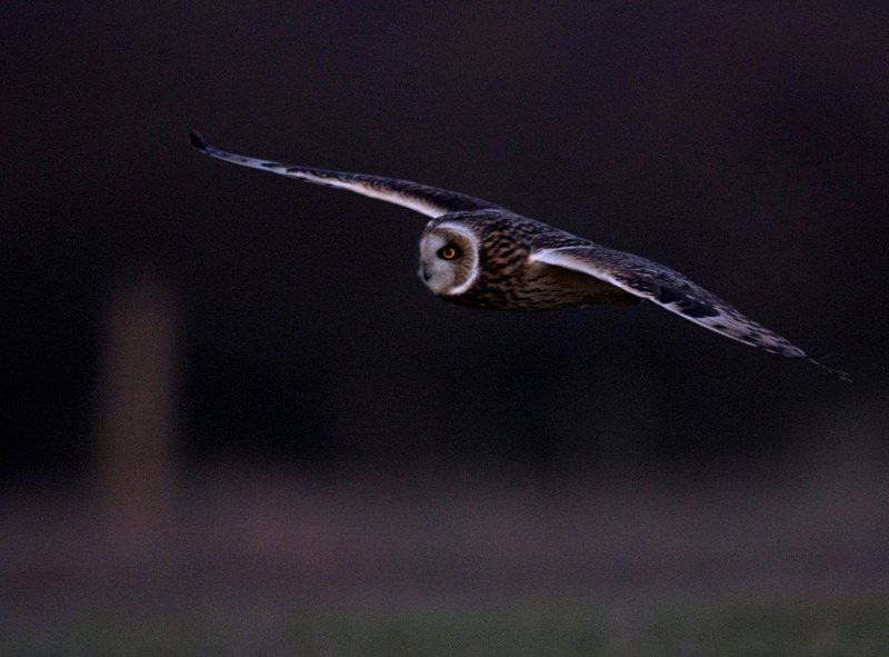 Short Eared Owl flying - Short Eared Owls