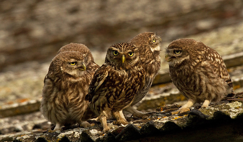  - Little Owls