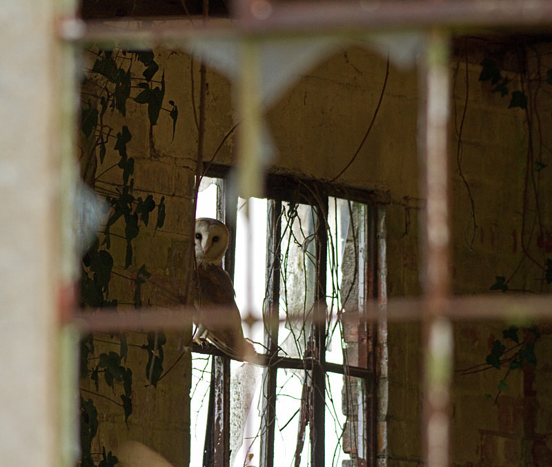  - Barn Owls