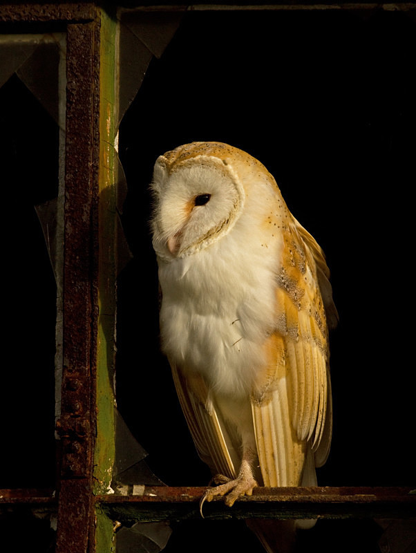  - Barn Owls