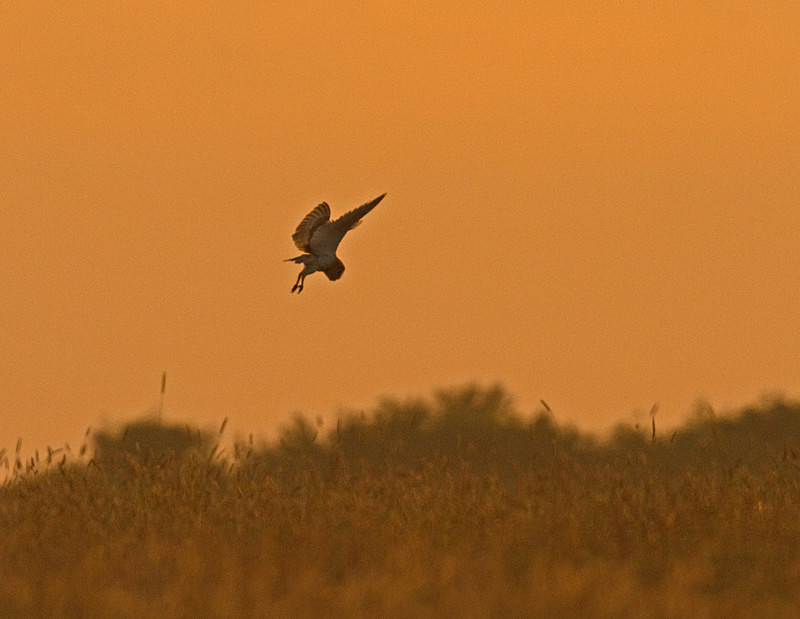  - Barn Owls