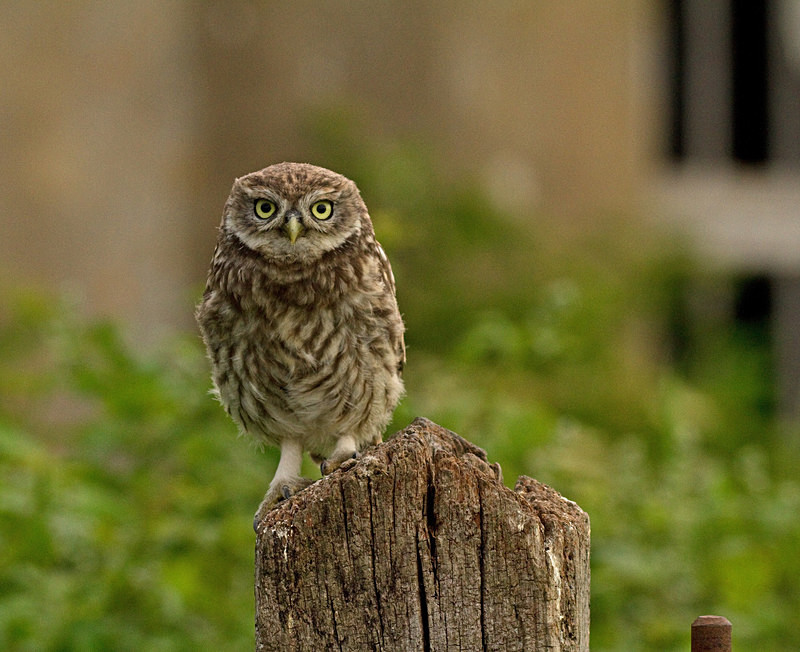  - Little Owls