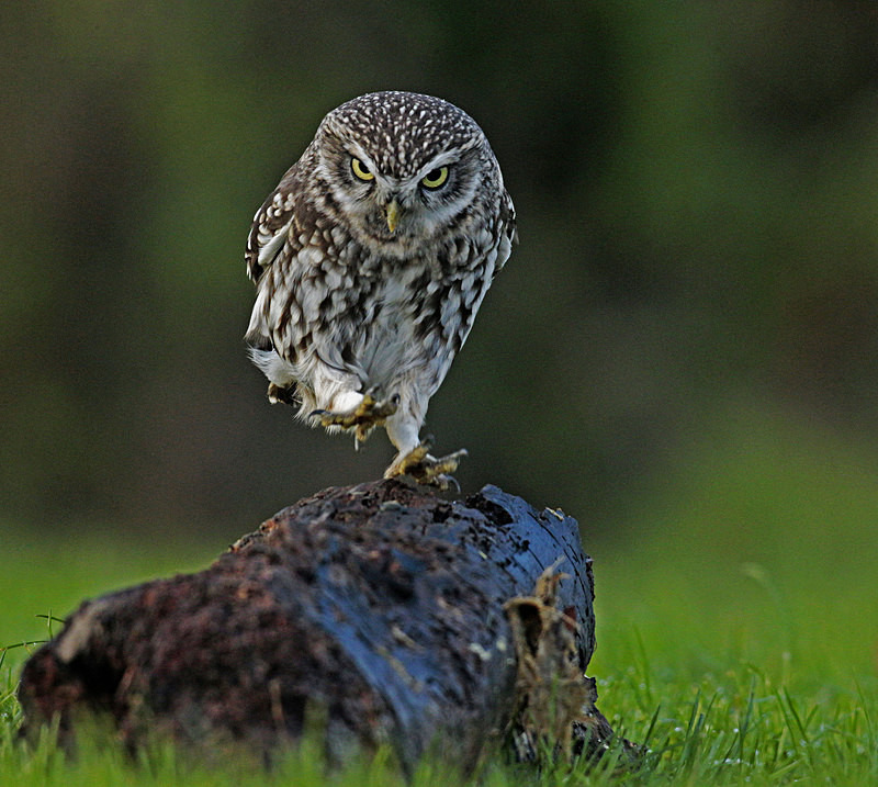 - Little Owls