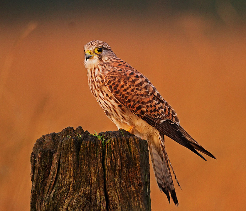 Kestrel perched on a post