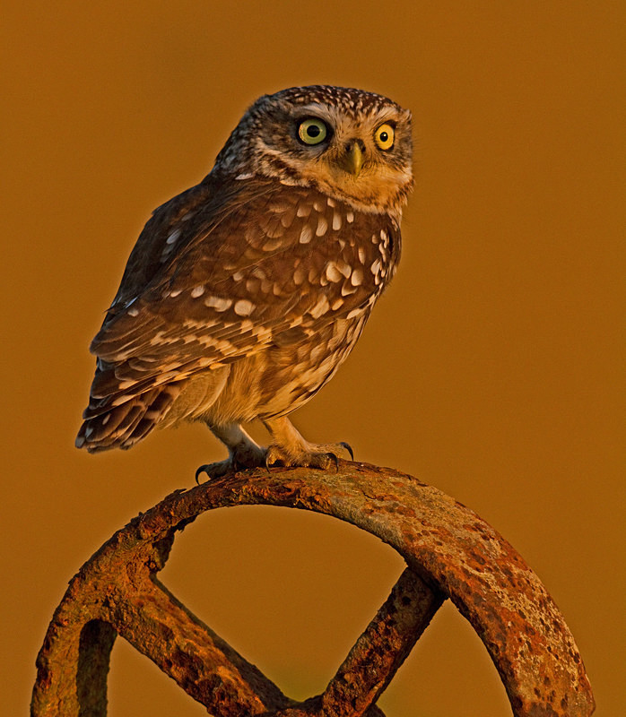  - Little Owls