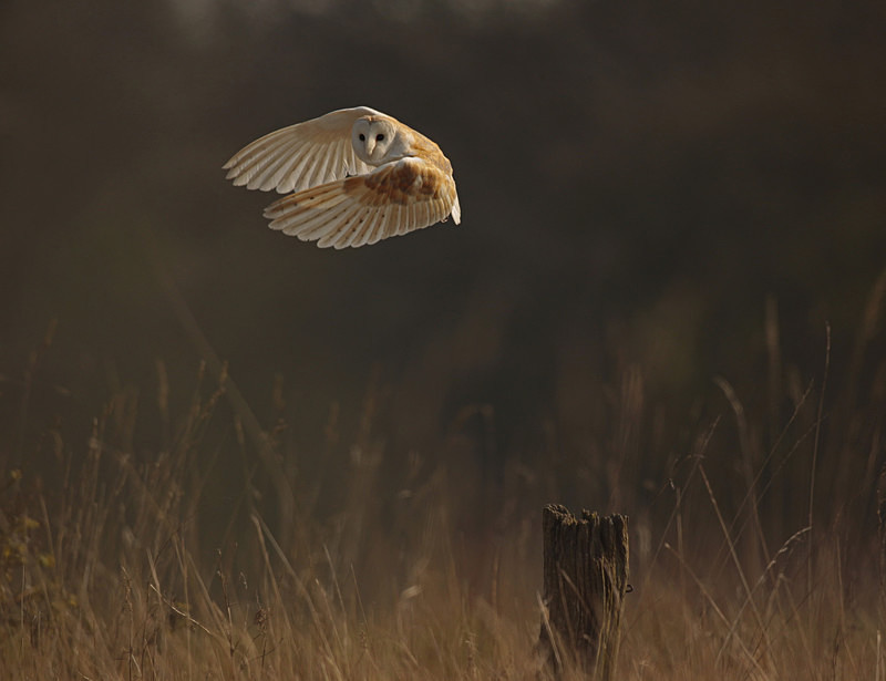 - Barn Owls