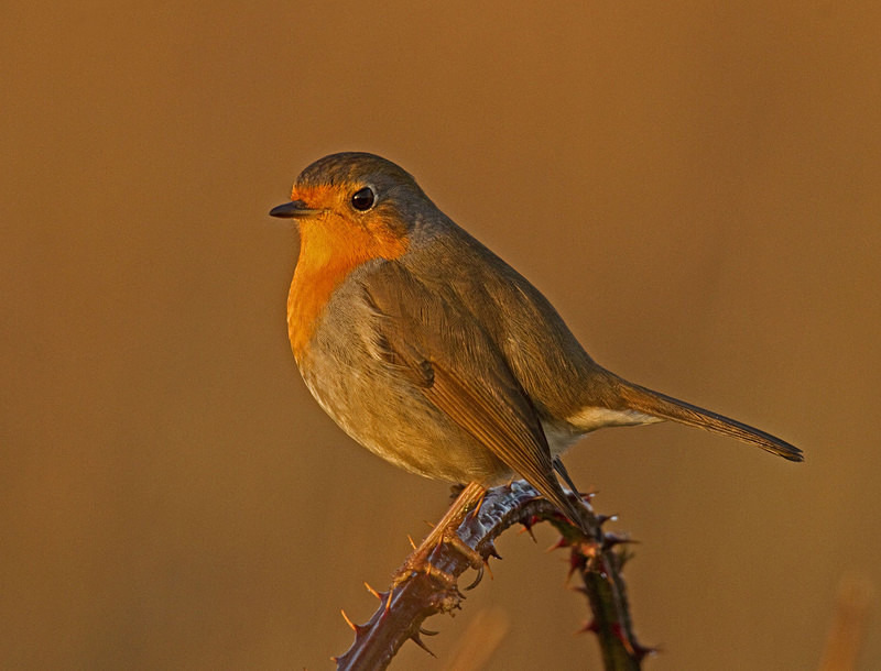 Robin - Anything Else!