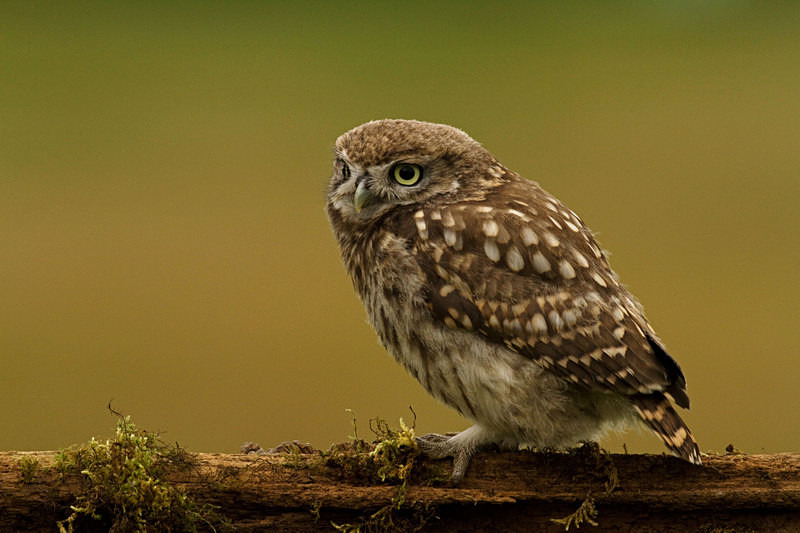  - Little Owls