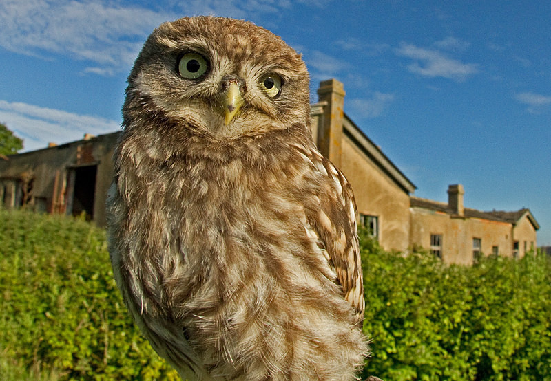  - Little Owls