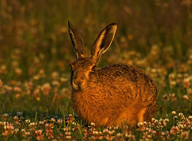 Brown Hare - Hares