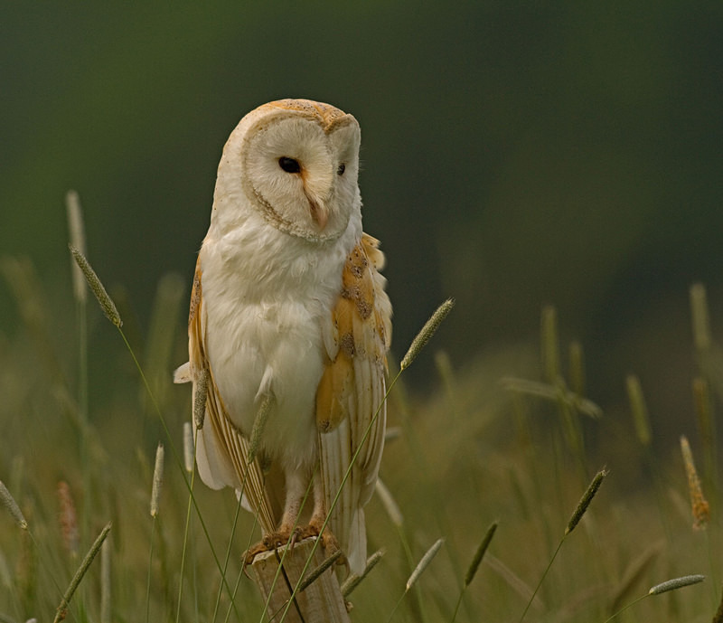 Barn Owl perched on a post - Barn Owls