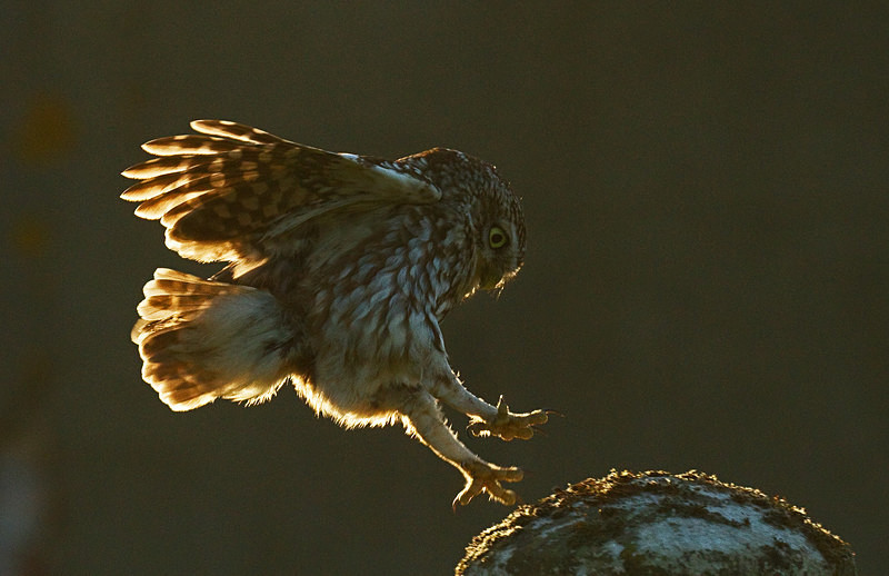  - Little Owls