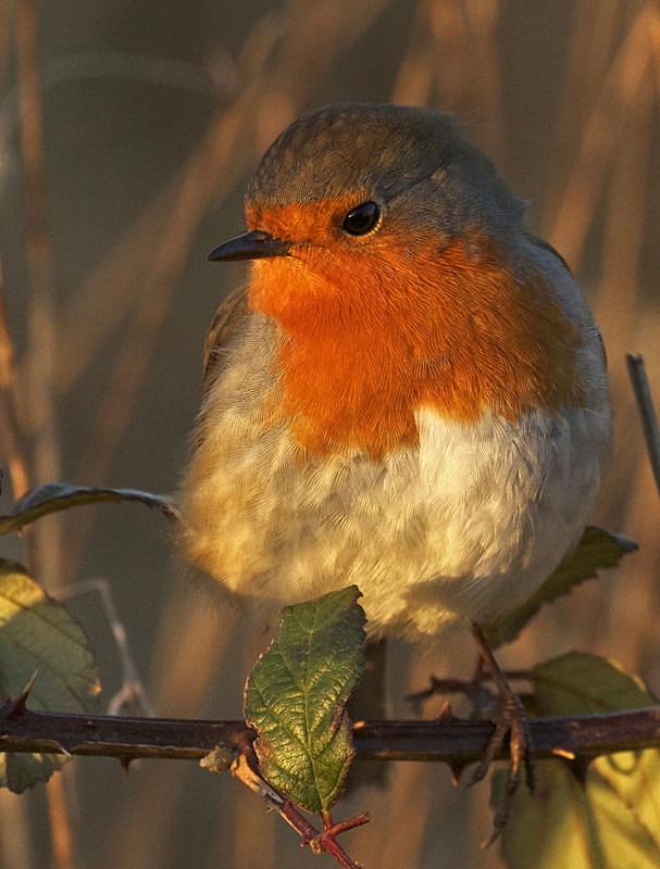 Robin - Anything Else!