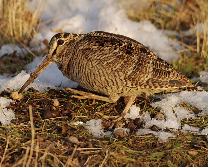 Woodcock - Anything Else!