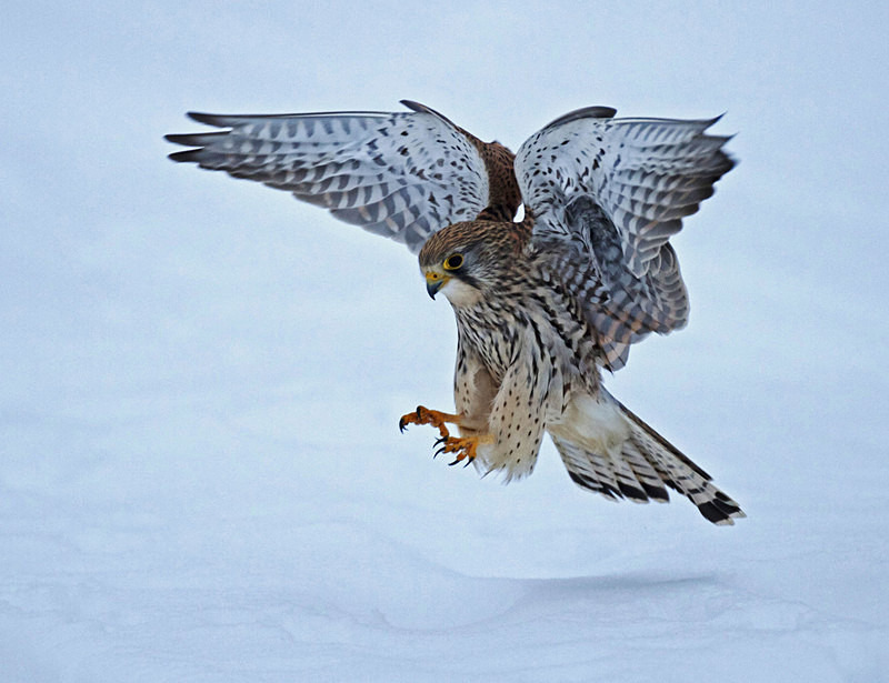 Kestrel landing in the snow at Stow Maries Aerodrome wildlife photography Russell Savory