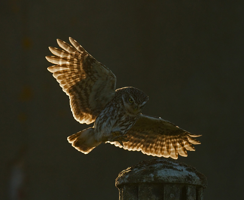  - Little Owls