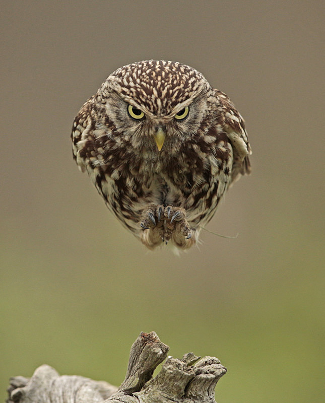  - Little Owls