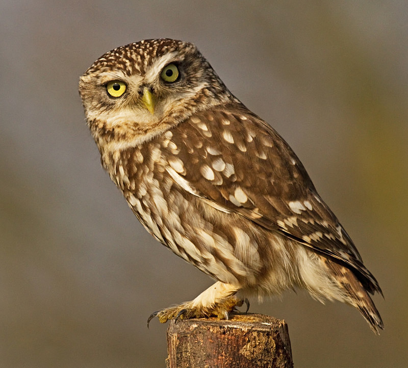  - Little Owls