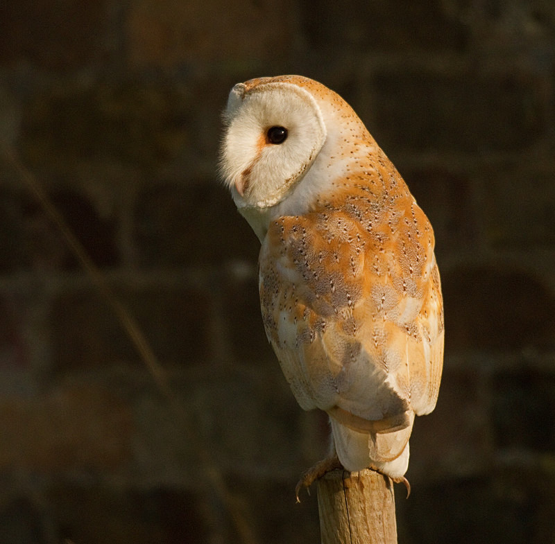  - Barn Owls