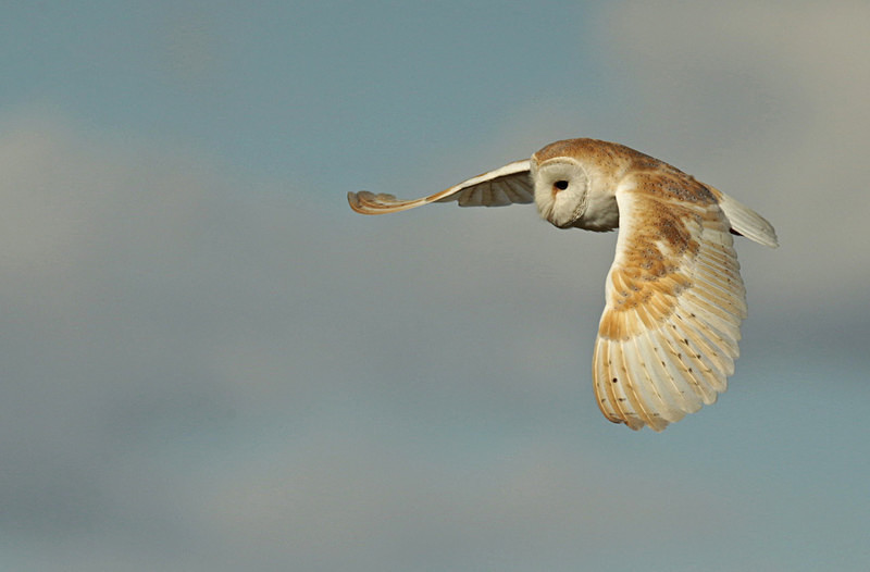  - Barn Owls