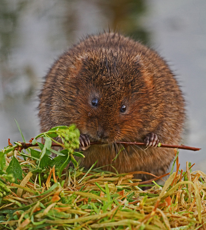  - Water Voles