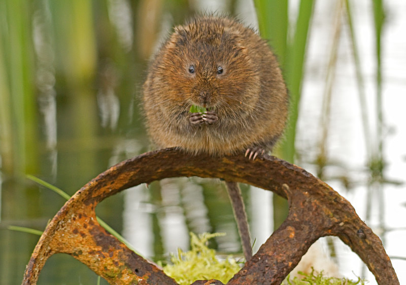  - Water Voles