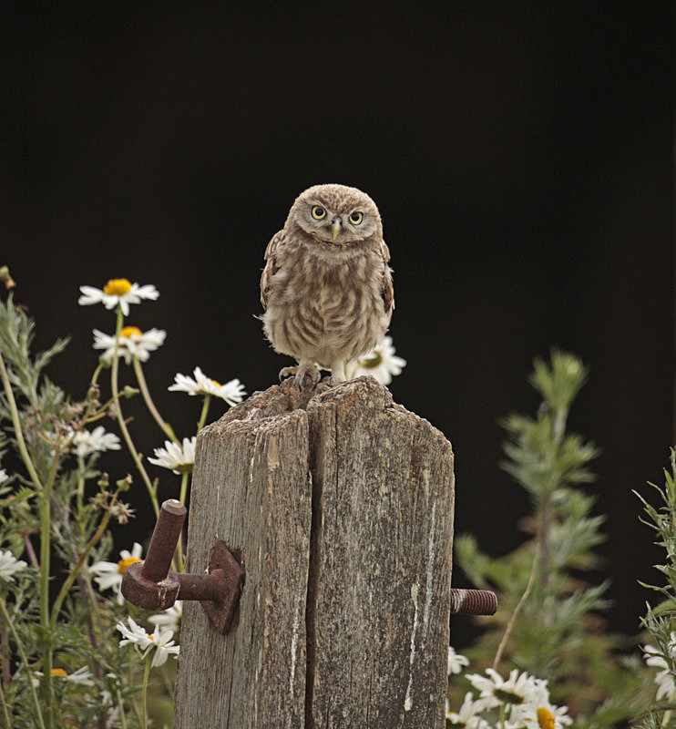  - Little Owls
