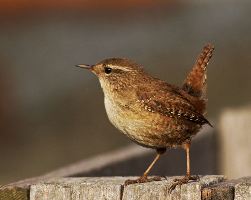 Wren - Anything Else!