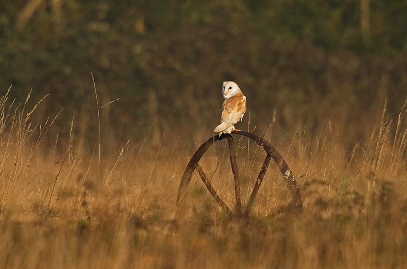  - Barn Owls