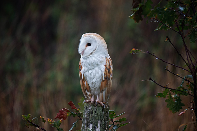 Barn Owl Perched on a Post - Barn Owls