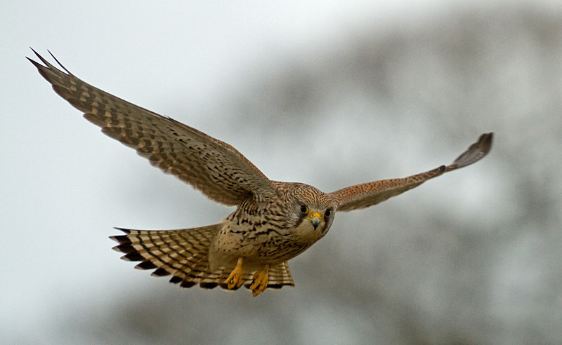 Kestrel in flight